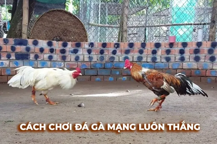 Chinh Phục Cách Chơi Đá Gà Sabong Tại iBet68 Hiệu Quả 1 Chinh Phục Cách Chơi Đá Gà Sabong Tại iBet68 Hiệu Quả