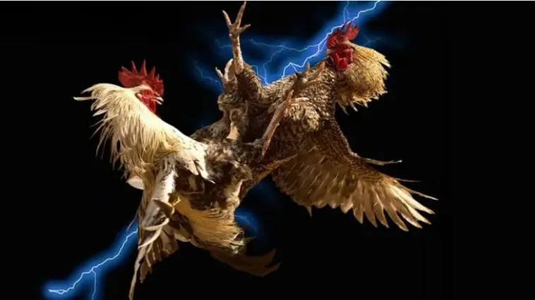 Tham Gia Đá Gà iBet68 Ngay Hôm Nay Nhận Thưởng Khủng